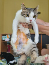 SUNNY, Katze, Hauskatze in Bulgarien - Bild 4