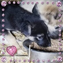 RAVA, Hund, Mischlingshund in Rumänien - Bild 2