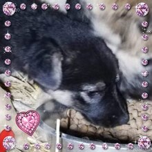 RAVA, Hund, Mischlingshund in Rumänien - Bild 5