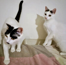 CHIPS, Katze, Hauskatze in Bulgarien - Bild 1