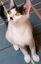 CHIPS, Katze, Hauskatze in Bulgarien - Bild 5