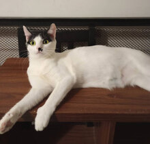 CHIPS, Katze, Hauskatze in Bulgarien - Bild 6