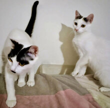 SHERRY, Katze, Hauskatze in Bulgarien - Bild 1