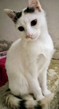 SHERRY, Katze, Hauskatze in Bulgarien - Bild 5