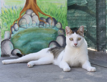 SIMON, Katze, Hauskatze in Bulgarien - Bild 11