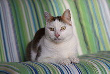 SIMON, Katze, Hauskatze in Bulgarien - Bild 12