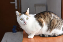 SIMON, Katze, Hauskatze in Bulgarien - Bild 13