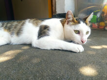 SIMON, Katze, Hauskatze in Bulgarien - Bild 2
