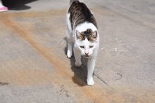 SIMON, Katze, Hauskatze in Bulgarien - Bild 23