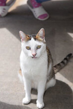 SIMON, Katze, Hauskatze in Bulgarien - Bild 24