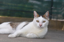 SIMON, Katze, Hauskatze in Bulgarien - Bild 25