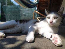 SIMON, Katze, Hauskatze in Bulgarien - Bild 4