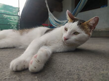 SIMON, Katze, Hauskatze in Bulgarien - Bild 7