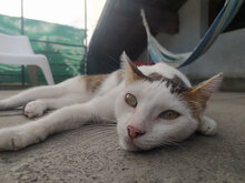 SIMON, Katze, Hauskatze in Bulgarien - Bild 8