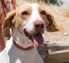 SELENE, Hund, Mischlingshund in Zypern - Bild 1