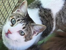 YENISEI, Katze, Europäisch Kurzhaar in Spanien - Bild 1
