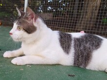 YENISEI, Katze, Europäisch Kurzhaar in Spanien - Bild 2