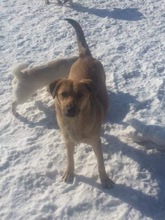 LISA, Hund, Mischlingshund in Rumänien - Bild 4
