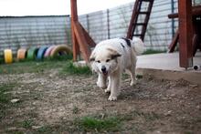 NANOUK, Hund, Mischlingshund in Rumänien - Bild 10
