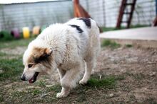NANOUK, Hund, Mischlingshund in Rumänien - Bild 11