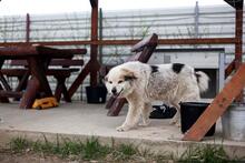 NANOUK, Hund, Mischlingshund in Rumänien - Bild 12