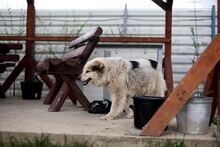 NANOUK, Hund, Mischlingshund in Rumänien - Bild 13