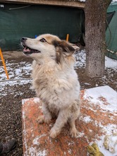 NANOUK, Hund, Mischlingshund in Rumänien - Bild 4