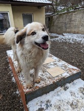 NANOUK, Hund, Mischlingshund in Rumänien - Bild 5