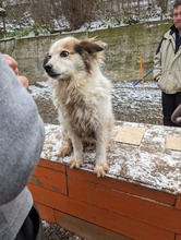 NANOUK, Hund, Mischlingshund in Rumänien - Bild 6