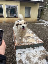 NANOUK, Hund, Mischlingshund in Rumänien - Bild 7