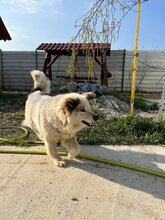 NANOUK, Hund, Mischlingshund in Rumänien - Bild 8