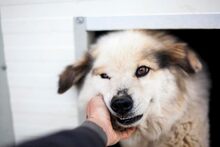 NANOUK, Hund, Mischlingshund in Rumänien - Bild 9