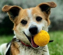 DRAGON, Hund, Mischlingshund in Slowakische Republik - Bild 1