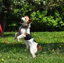 DRAGON, Hund, Mischlingshund in Slowakische Republik - Bild 11