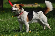 DRAGON, Hund, Mischlingshund in Slowakische Republik - Bild 12