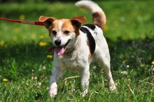 DRAGON, Hund, Mischlingshund in Slowakische Republik - Bild 13