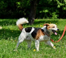 DRAGON, Hund, Mischlingshund in Slowakische Republik - Bild 2