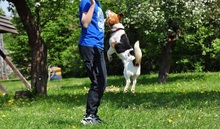 DRAGON, Hund, Mischlingshund in Slowakische Republik - Bild 3