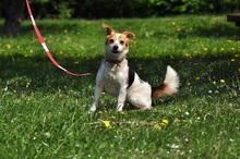 DRAGON, Hund, Mischlingshund in Slowakische Republik - Bild 4