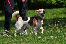 DRAGON, Hund, Mischlingshund in Slowakische Republik - Bild 5