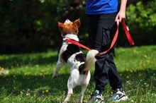 DRAGON, Hund, Mischlingshund in Slowakische Republik - Bild 6