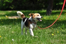 DRAGON, Hund, Mischlingshund in Slowakische Republik - Bild 8