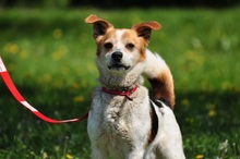 DRAGON, Hund, Mischlingshund in Slowakische Republik - Bild 9