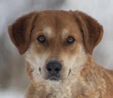 NUGET, Hund, Mischlingshund in Slowakische Republik - Bild 1
