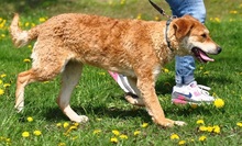 NUGET, Hund, Mischlingshund in Slowakische Republik - Bild 11