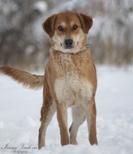 NUGET, Hund, Mischlingshund in Slowakische Republik - Bild 2