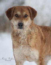 NUGET, Hund, Mischlingshund in Slowakische Republik - Bild 3