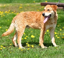 NUGET, Hund, Mischlingshund in Slowakische Republik - Bild 4