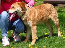 NUGET, Hund, Mischlingshund in Slowakische Republik - Bild 6
