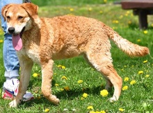 NUGET, Hund, Mischlingshund in Slowakische Republik - Bild 7